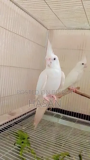 এলবিনো ককাটেল পাখি রানিং জোরা