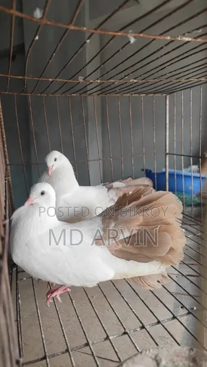 Fantail Marked Pigeon Running Pair