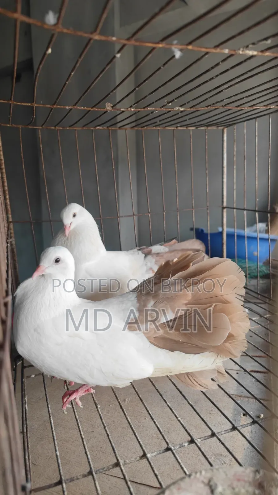 Fantail Marked Pigeon Running Pair