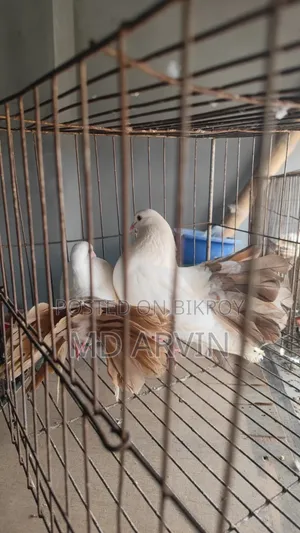 Fantail Marked Pigeon Running Pair