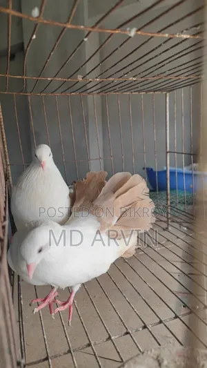 Fantail Marked Pigeon Running Pair