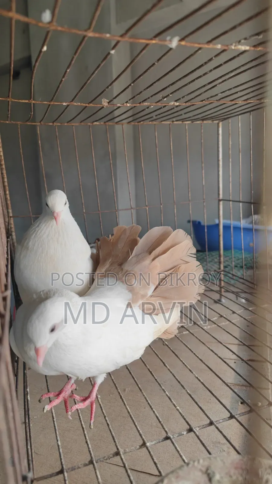 Fantail Marked Pigeon Running Pair