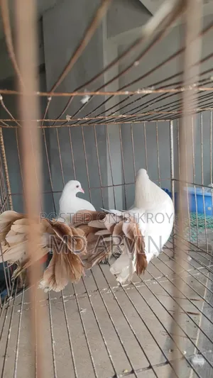Fantail Marked Pigeon Running Pair