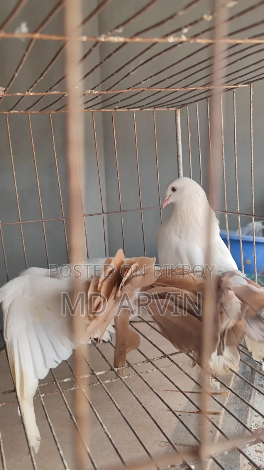 Fantail Marked Pigeon Running Pair
