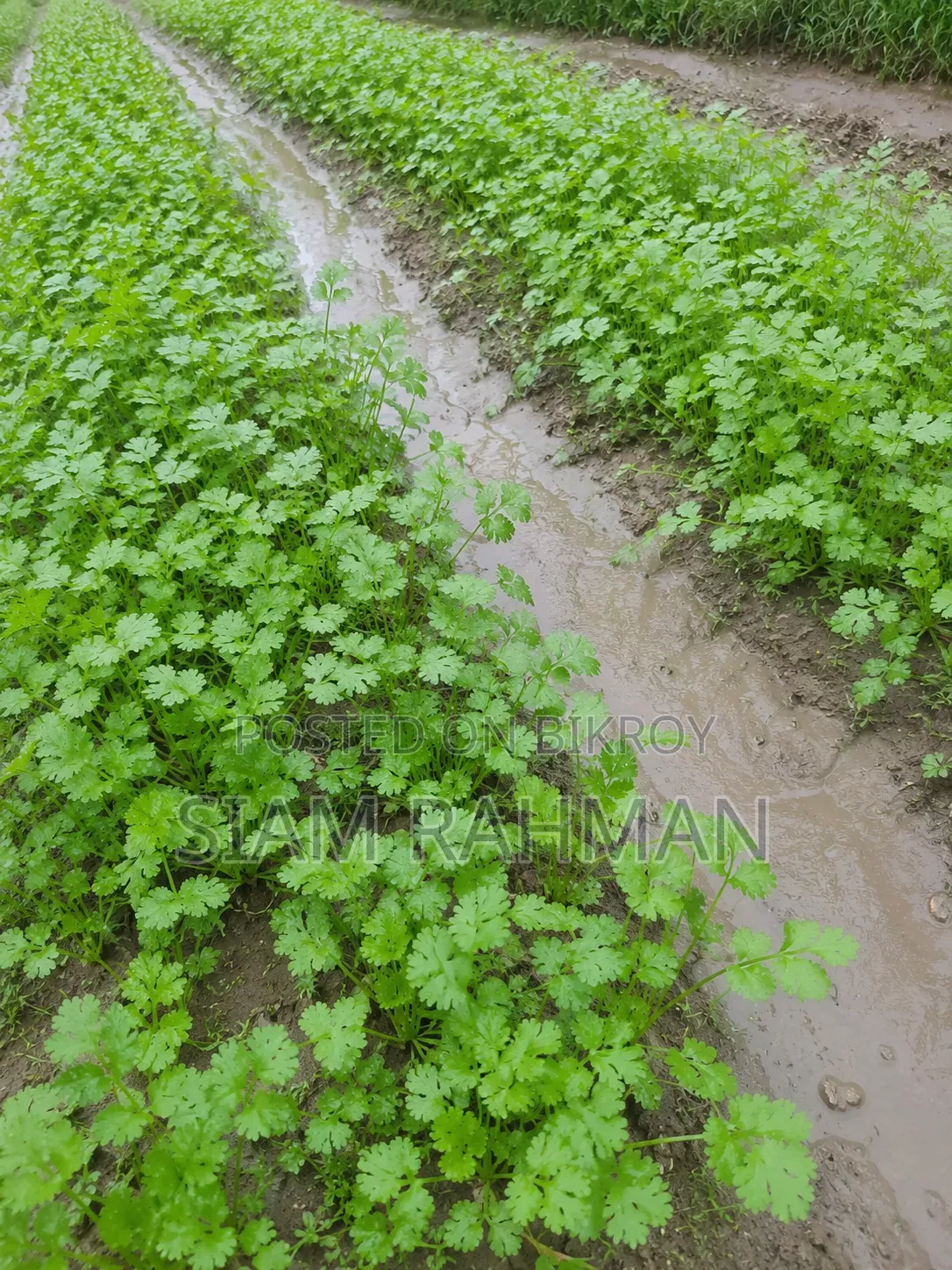 Coriander Leaves Sale