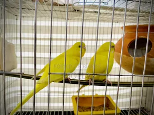 Red Eye Budgerigar Big Size 2 Chicks Fresh