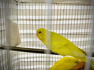 রেড আই বাজিগর বিগ সাইজ 2টা বাচ্চা ফ্রেশ