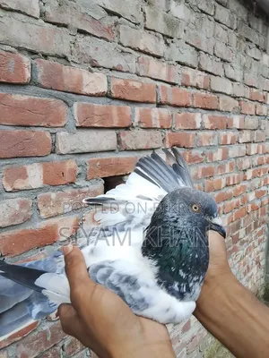 Blackthroat Big Size Male Pigeon