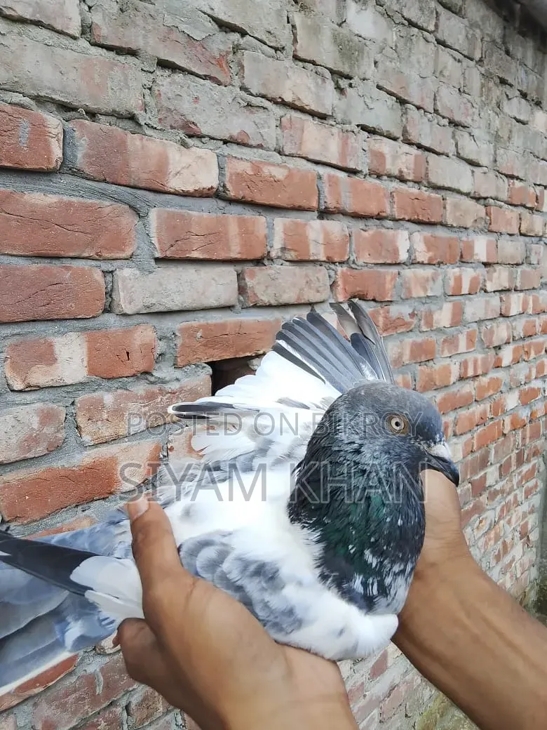Blackthroat Big Size Male Pigeon