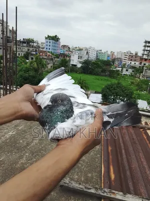 Blackthroat Big Size Male Pigeon
