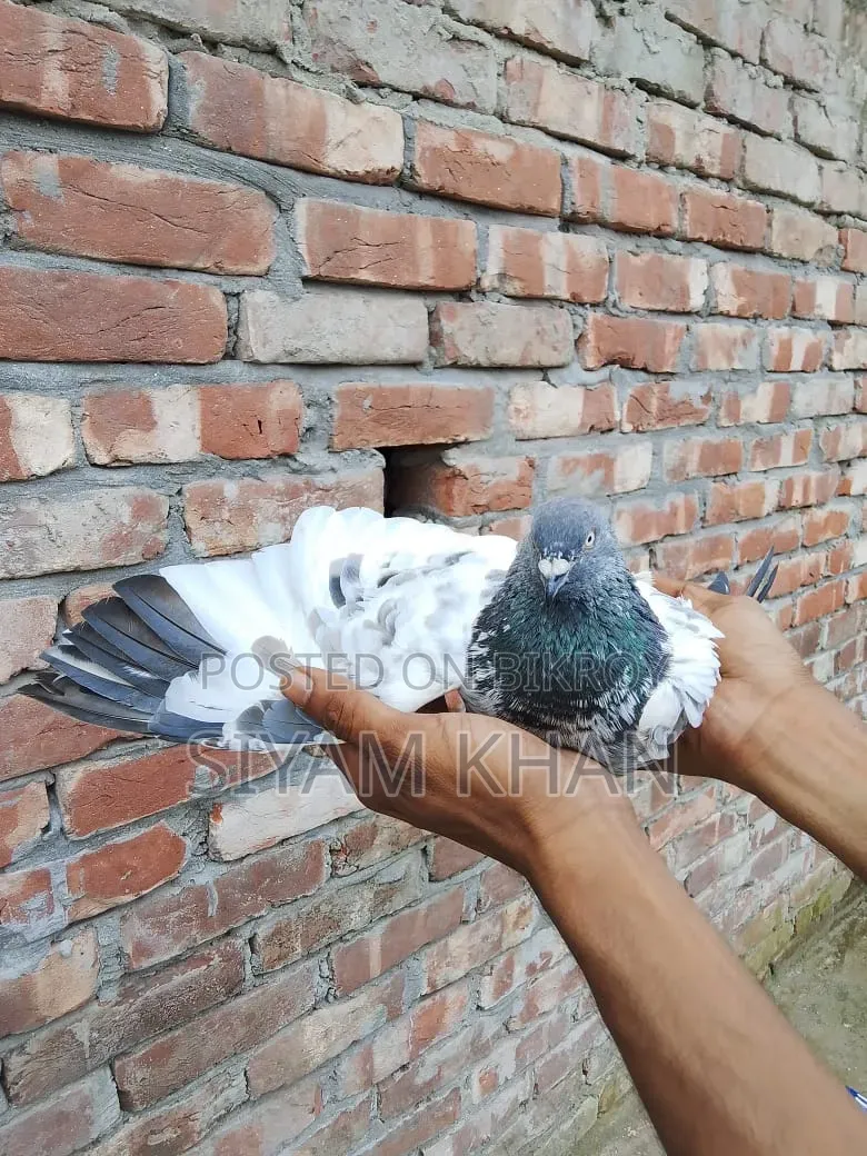 Blackthroat Big Size Male Pigeon