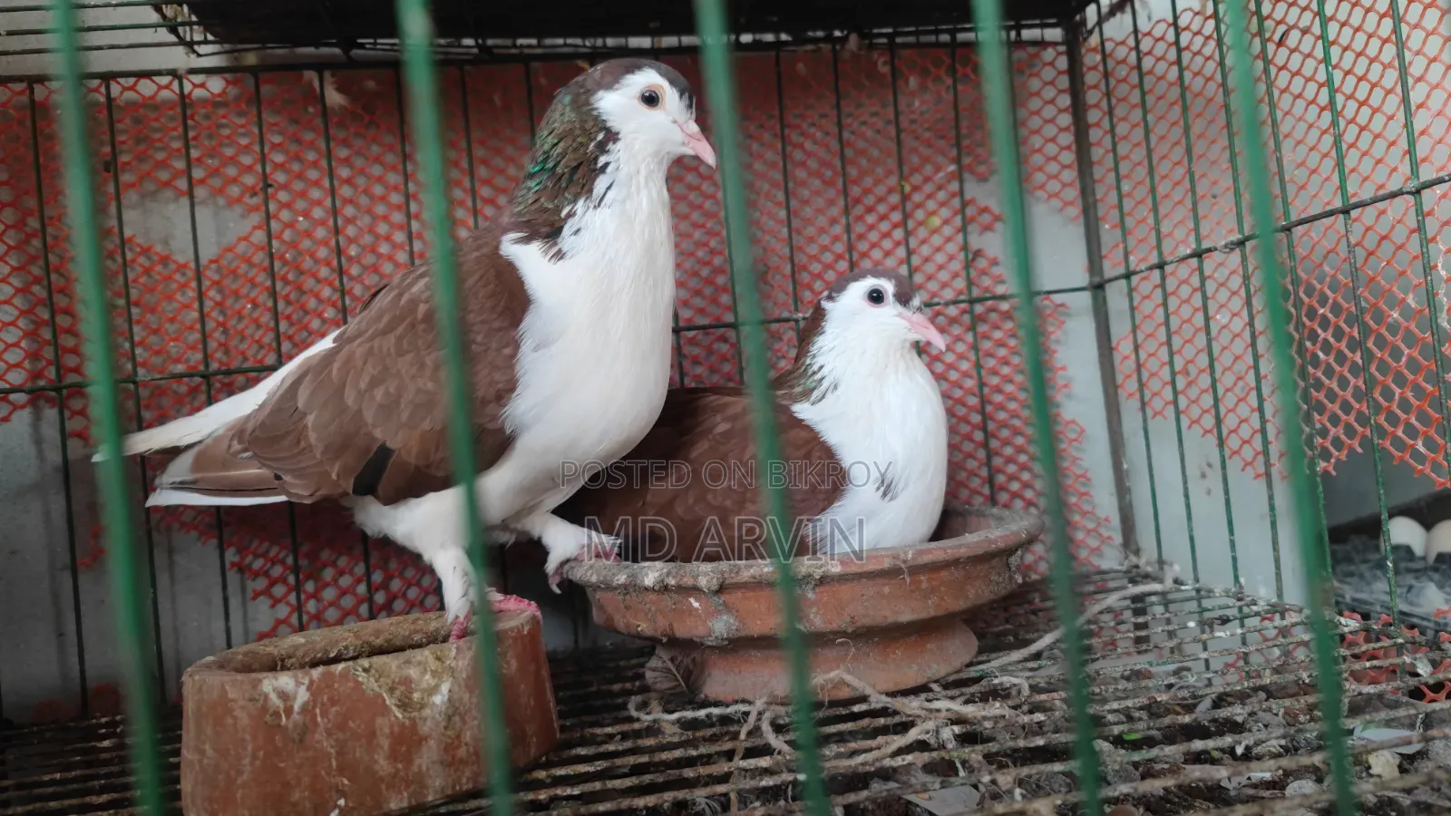 Siraji Lahori Pigeon