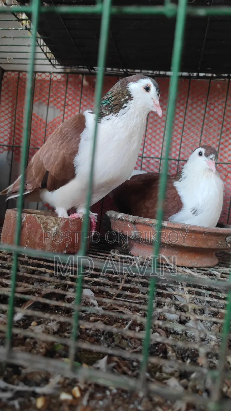 Siraji Lahori Pigeon