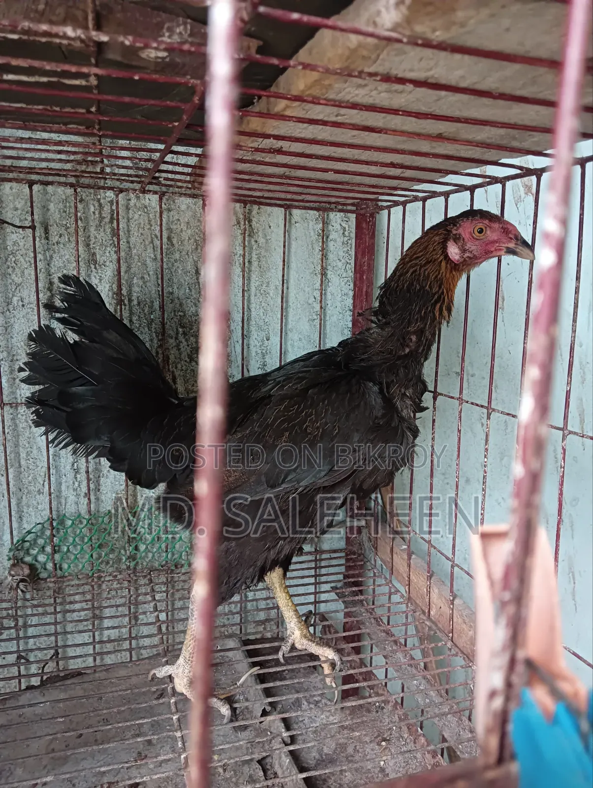 Asil Chicken