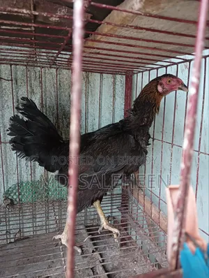 Asil Chicken
