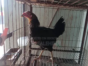 Asil Chicken