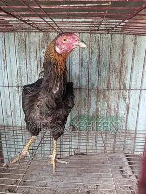 Asil Chicken