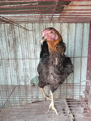 Asil Chicken