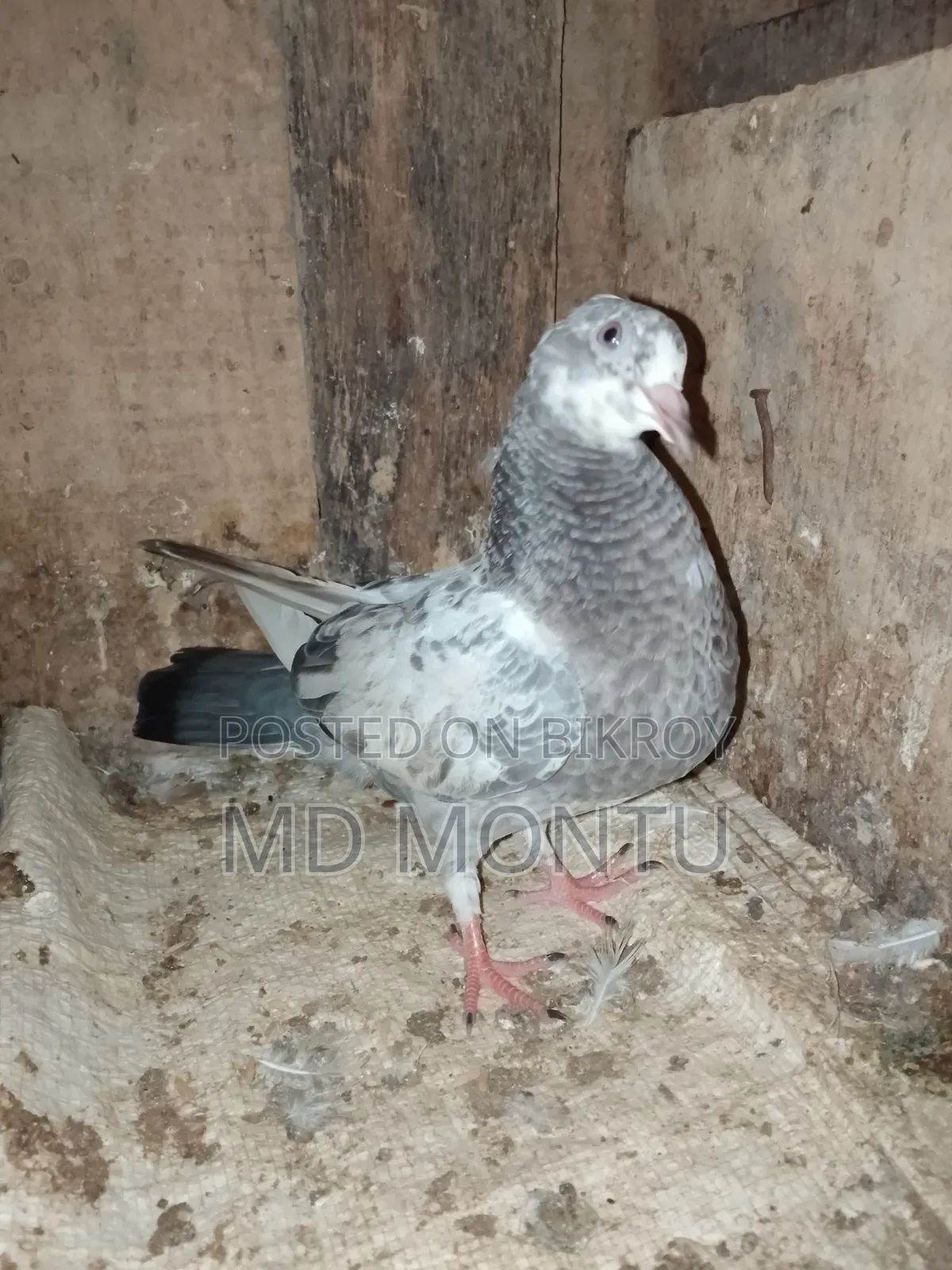 Giribazz Pigeon