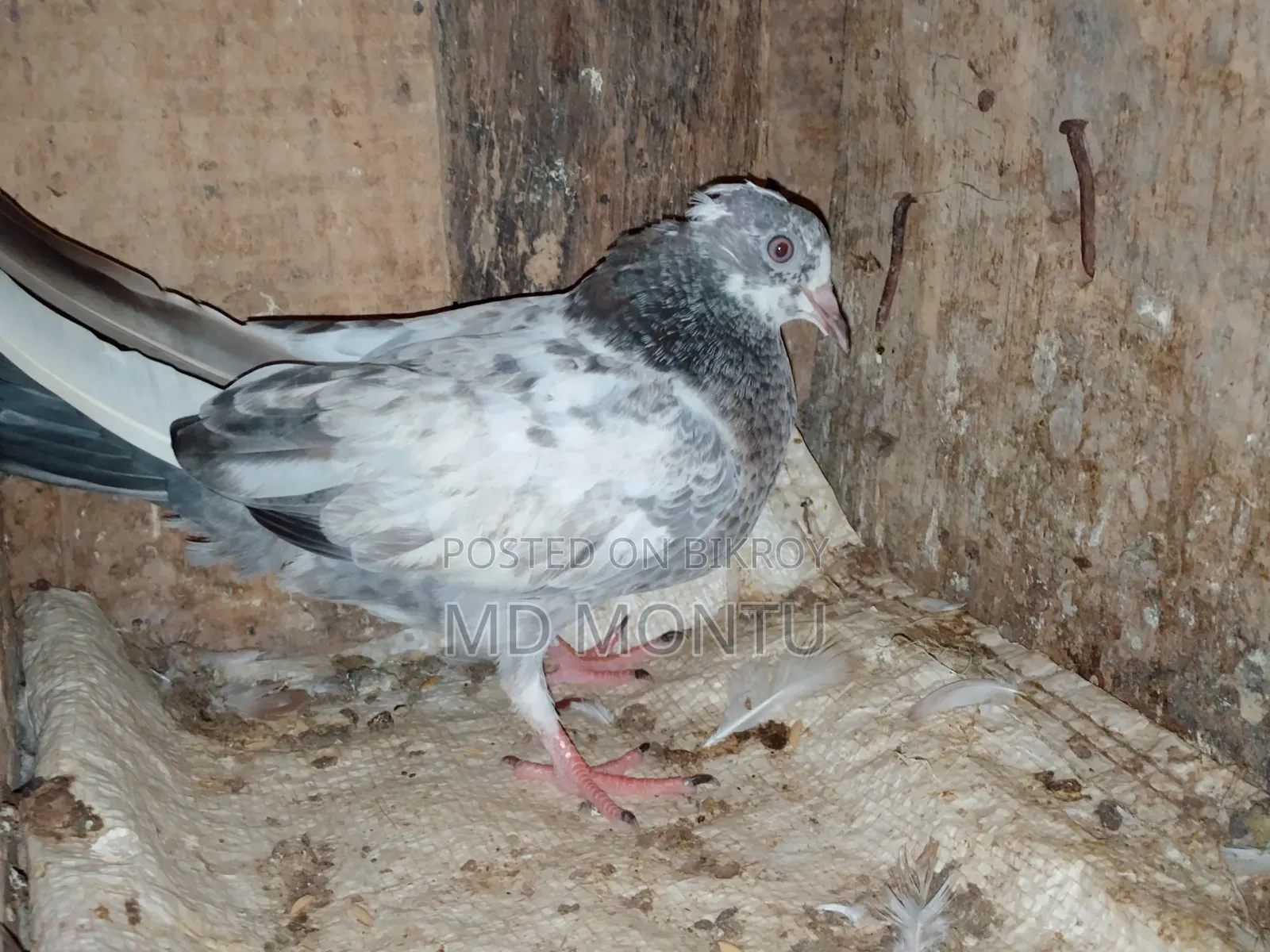 Giribazz Pigeon