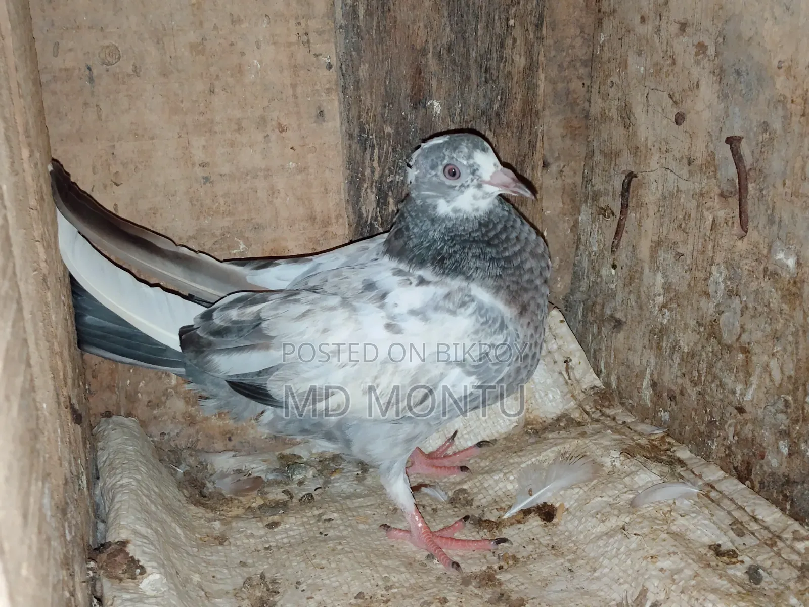 Giribazz Pigeon