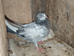 Giribazz Pigeon