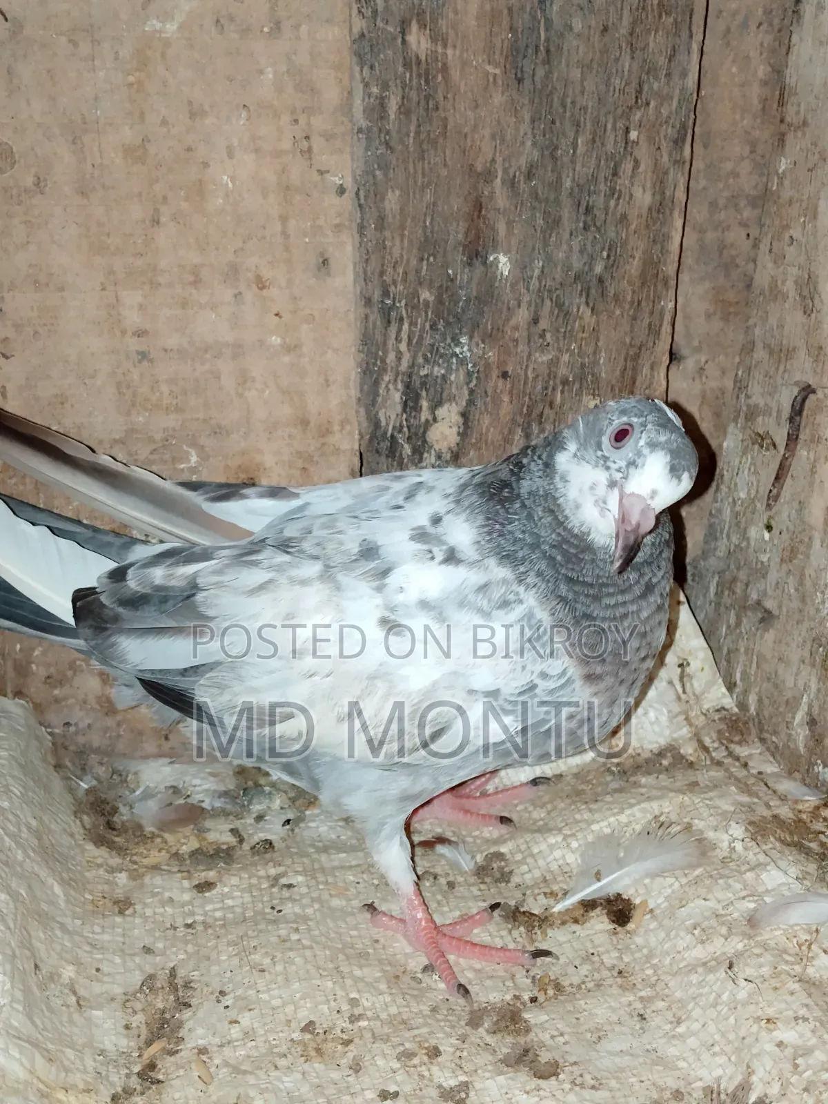 Giribazz Pigeon