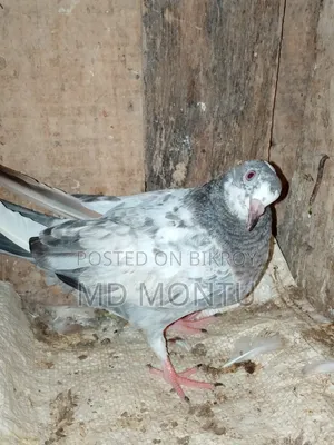 Giribazz Pigeon
