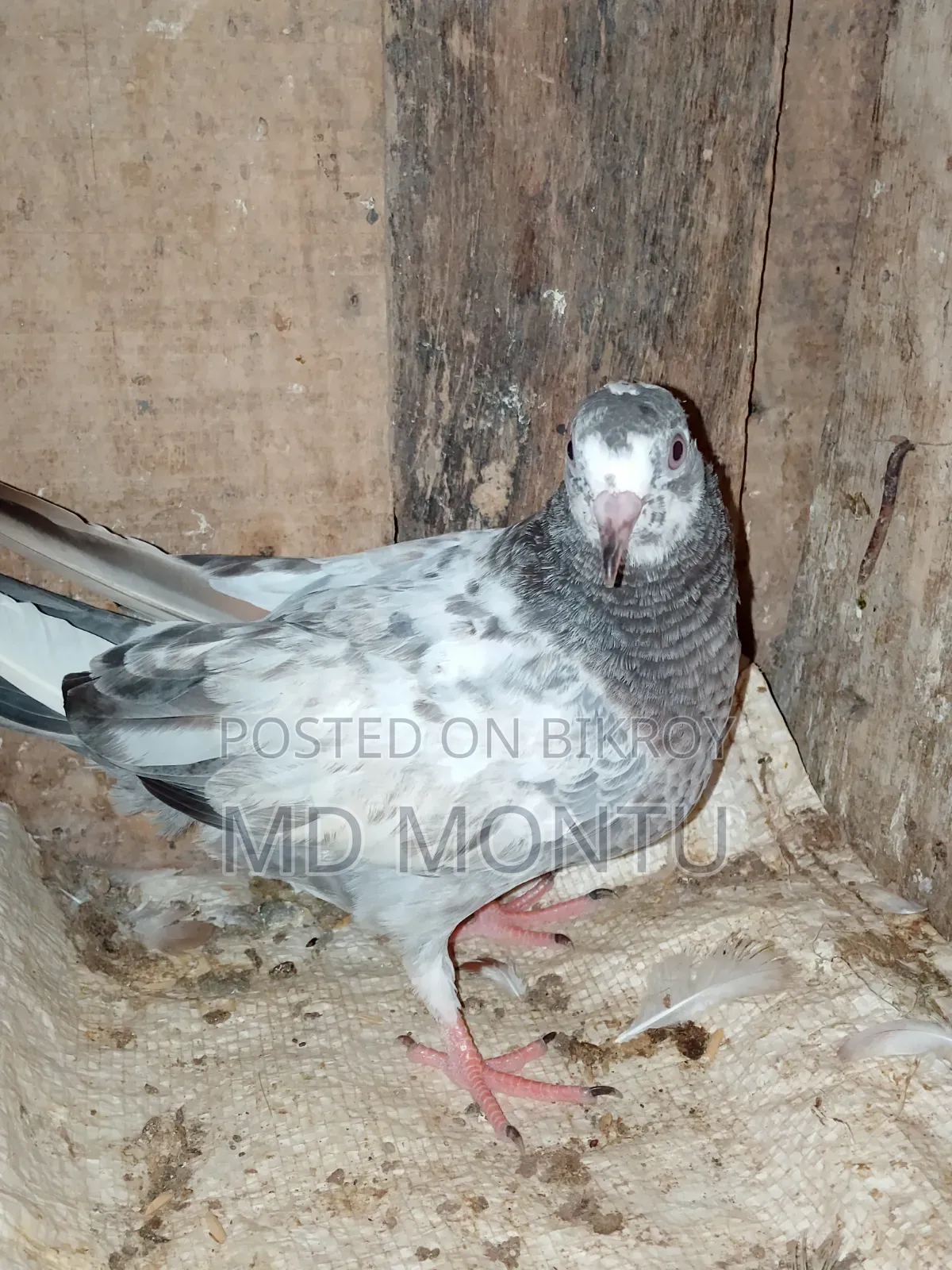 Giribazz Pigeon