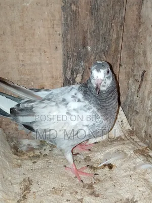 Giribazz Pigeon