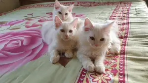 ১-৩ মাসের নর পিওরব্রেড পারসিয়ান