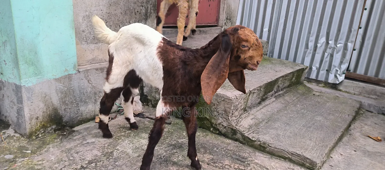 তোতাপুরি + বিটল ক্রস এর ছাগী বিক্রি
