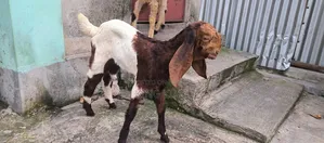 তোতাপুরি + বিটল ক্রস এর ছাগী বিক্রি