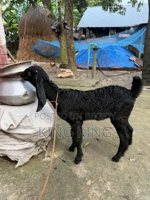 তোতাপুরি + বিটল ক্রস এর ছাগী বিক্রি