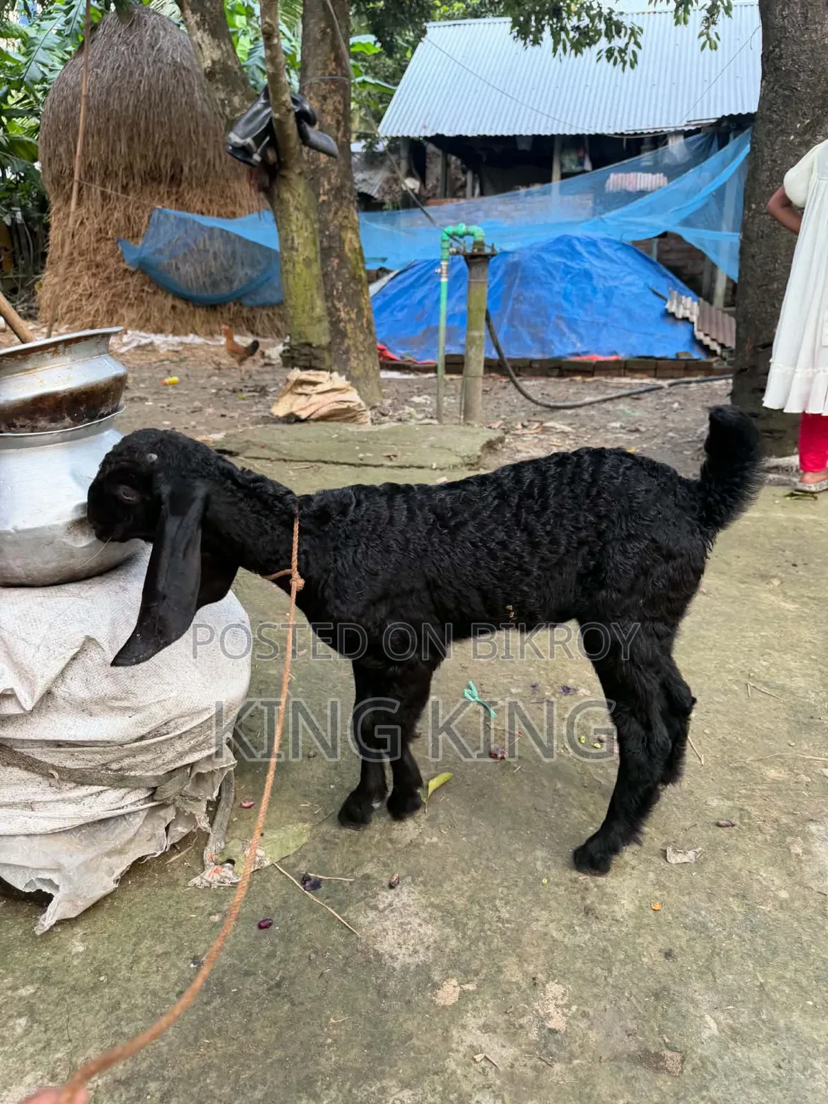 তোতাপুরি + বিটল ক্রস এর ছাগী বিক্রি