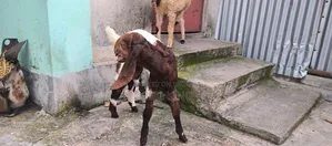 তোতাপুরি + বিটল ক্রস এর ছাগী বিক্রি