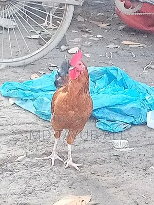 Home-reared Local Chicken