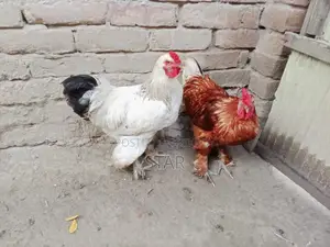 Brahma Rooster 2.5 kg