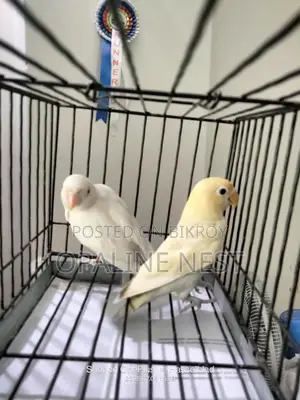 Lovebird Pair