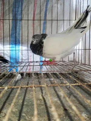 Giribaj Pigeon