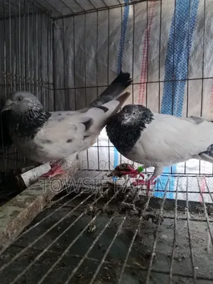 Giribaj Pigeon