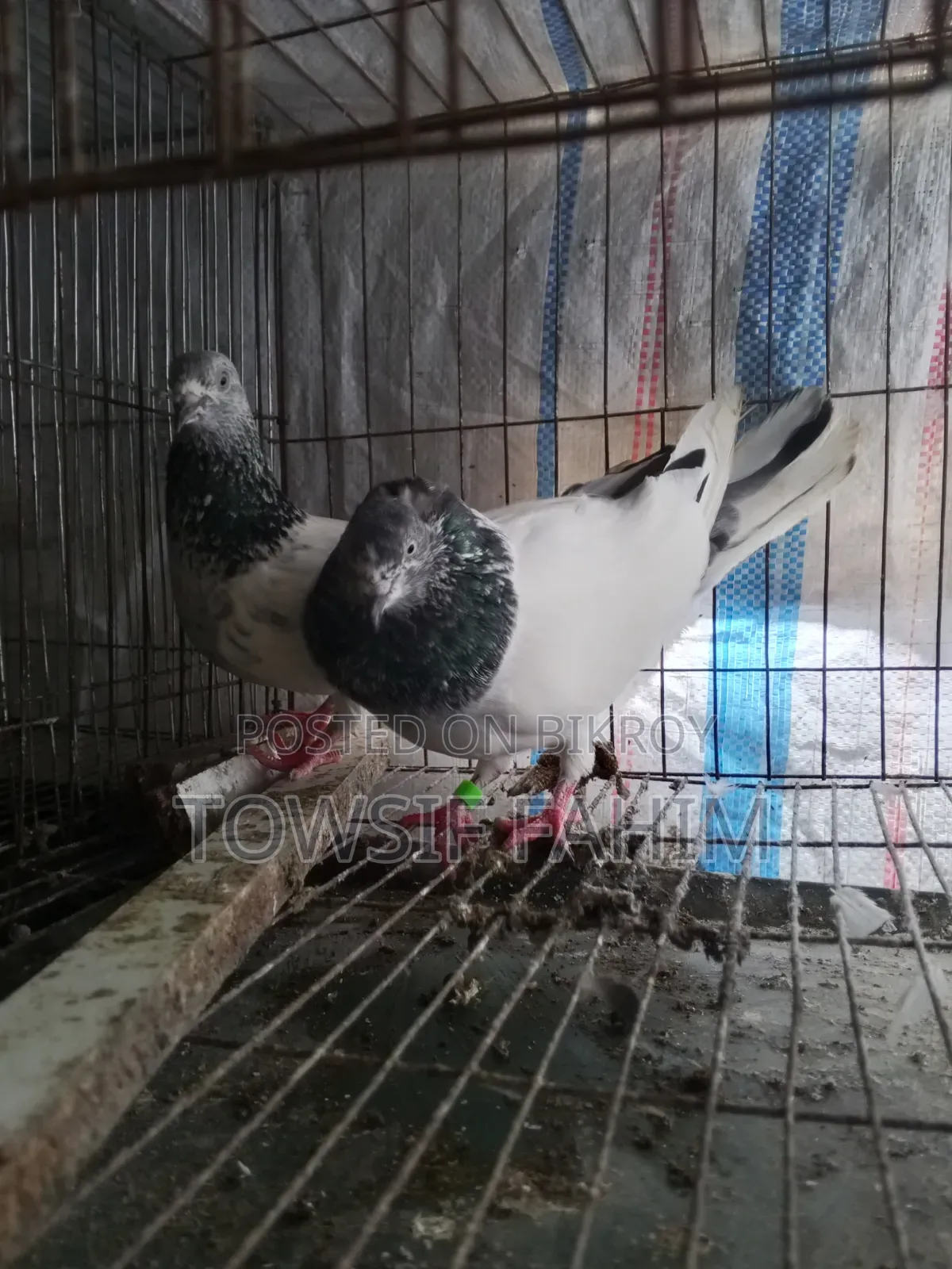 Giribaj Pigeon