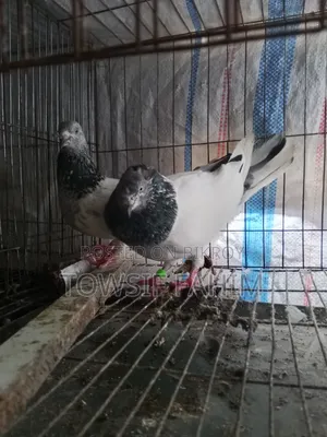 Giribaj Pigeon