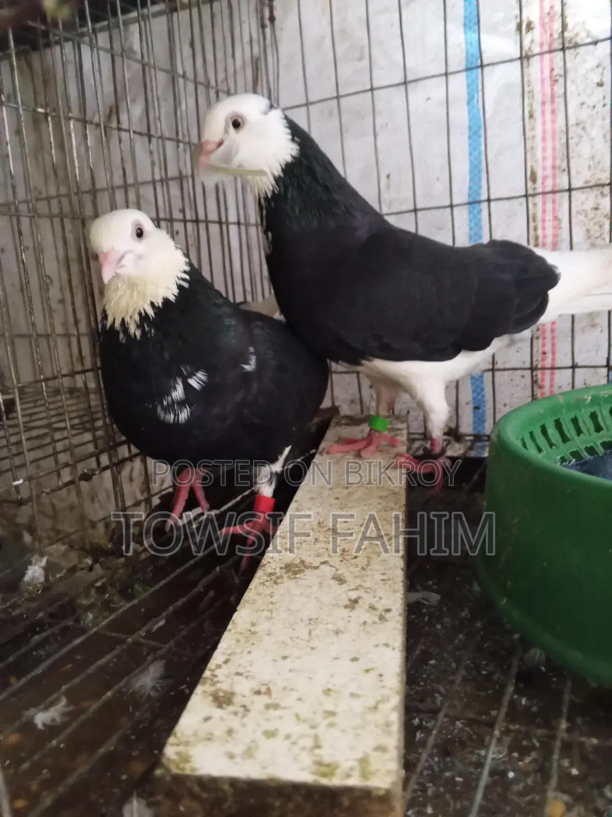 Home-raised Pigeons