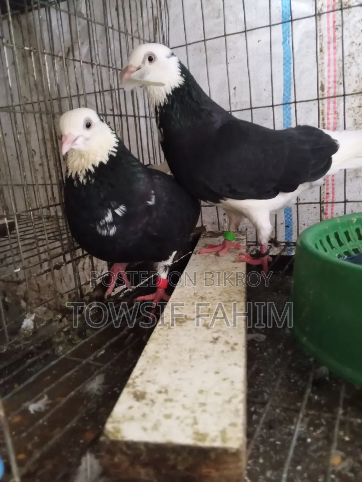 Home-raised Pigeons