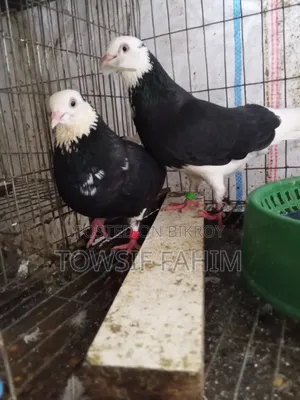 Home-raised Pigeons
