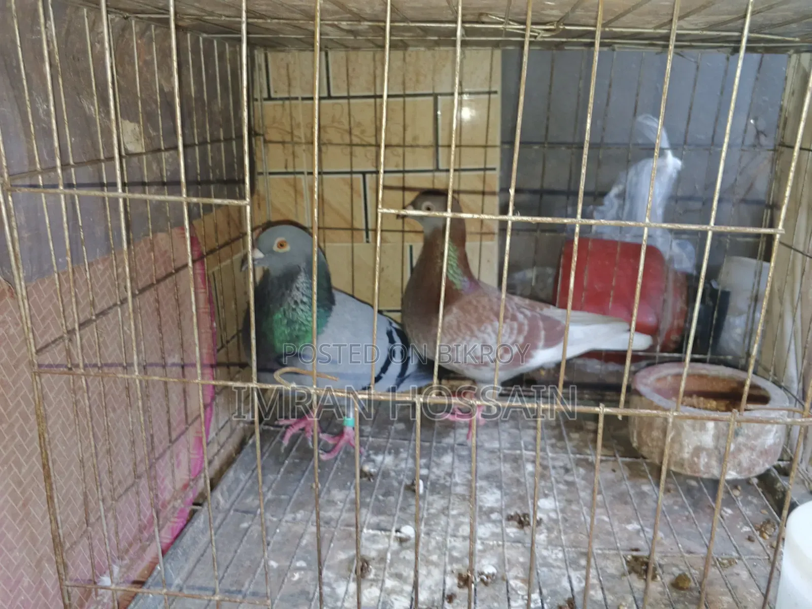 Red Checker Home-raised