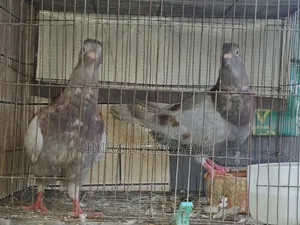 Red Checker Home-raised