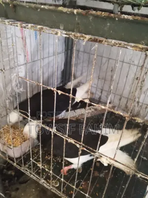 Home-raised Pigeons