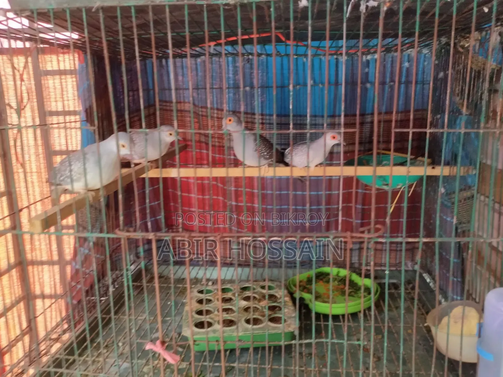 Healthy Diamond Dove Pair for Sale (Breeding Pair)